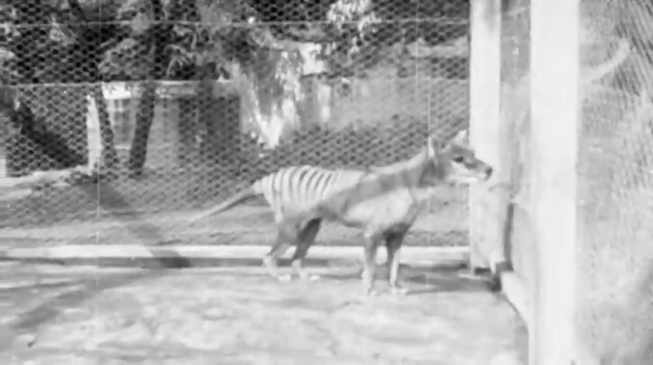 Benjamin, The Last Tasmanian Tiger — 