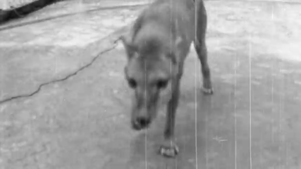 Benjamin, The Last Tasmanian Tiger — 