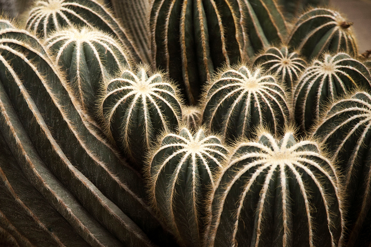 Unlimited Greenery — 